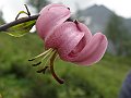 Liliaceae - Lilium Martagon_2